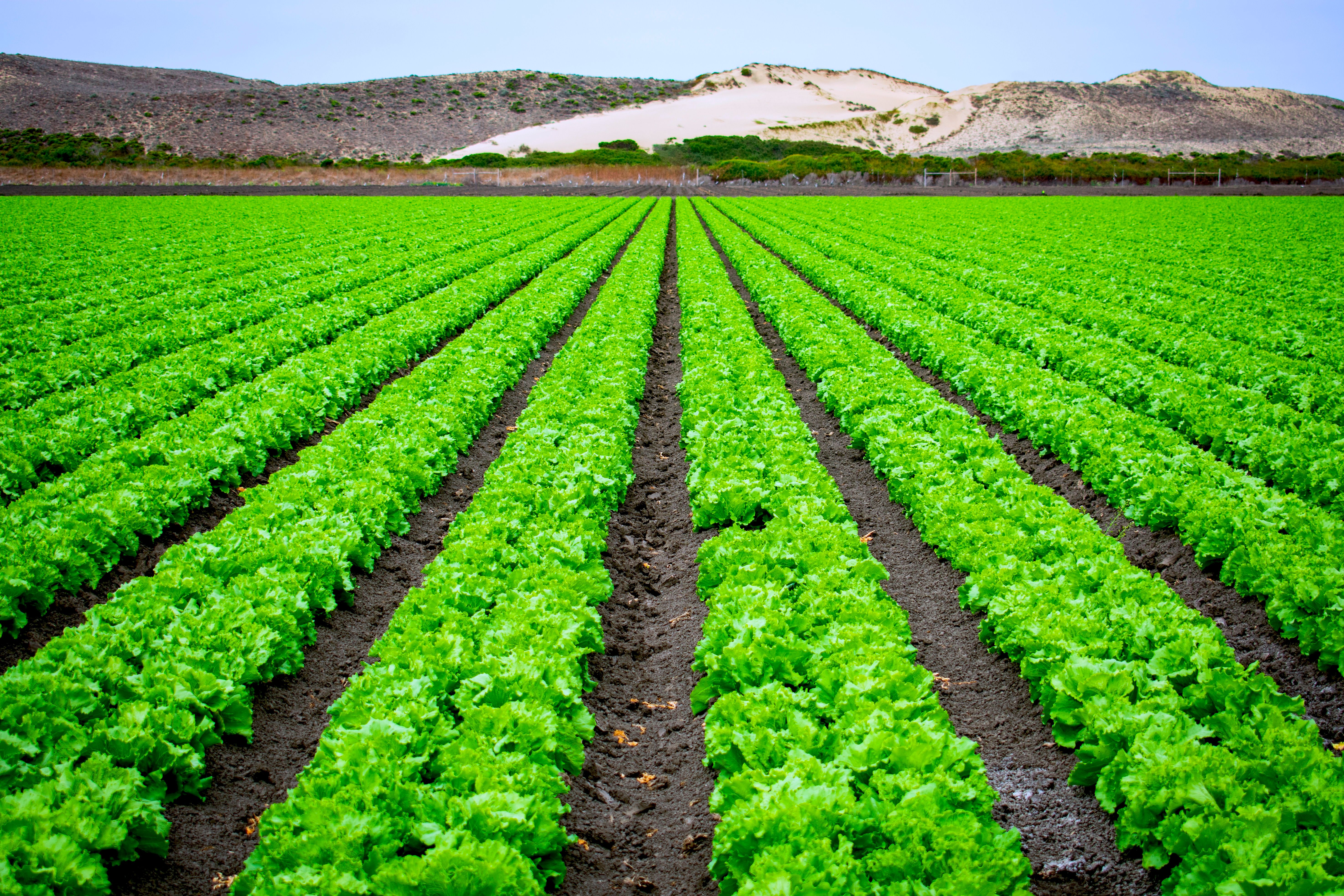 Agriculture & Agribusiness
